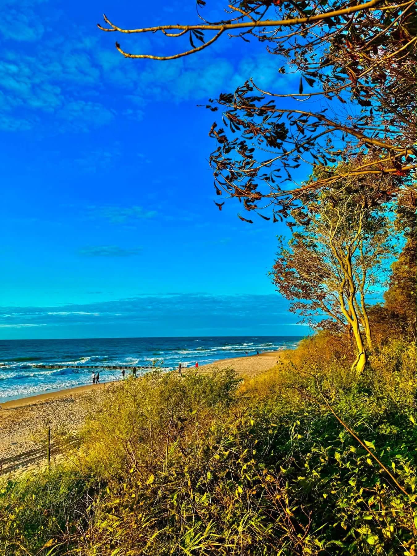 Plaża z wydmą i sosnami